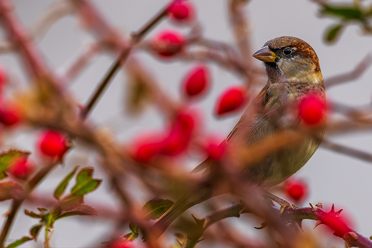 female chaffinch amongst colours